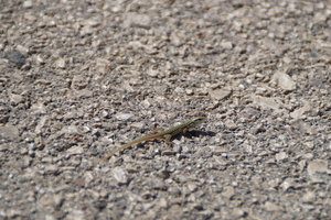 A small lizard on the street