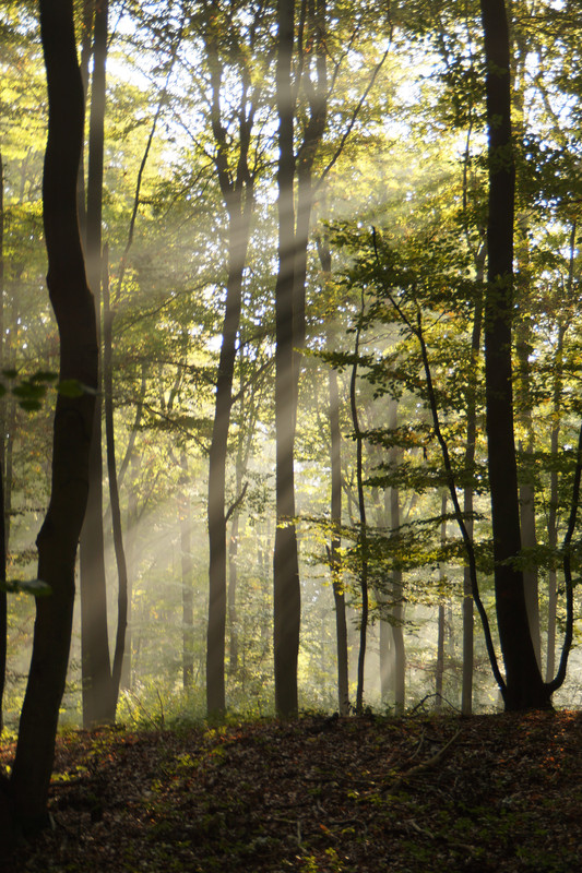 Beautiful sun/tree harmony (Wandlitz)