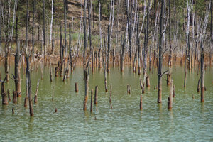 Dead trees in a pond