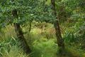 Deers in the Killarney National Park