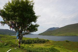 Fairy tree and the Killary fjord