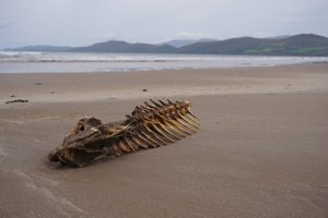 Sceleton at Inch Beach