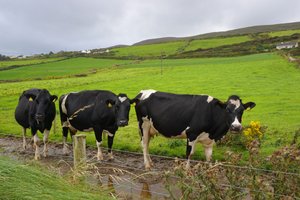 Fifty shades of Irish green and cows in Inch
