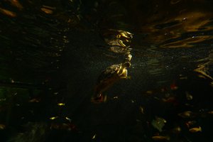 Turtle (Dingle Aquarium): favorite photo scene 1