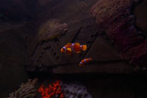 Nemo in the Dingle Aquarium