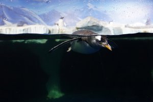 Penguin (Dingle Aquarium), favorite photo scene 2
