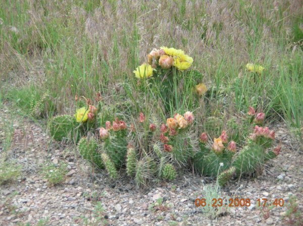 Prairie Cactus in bloom