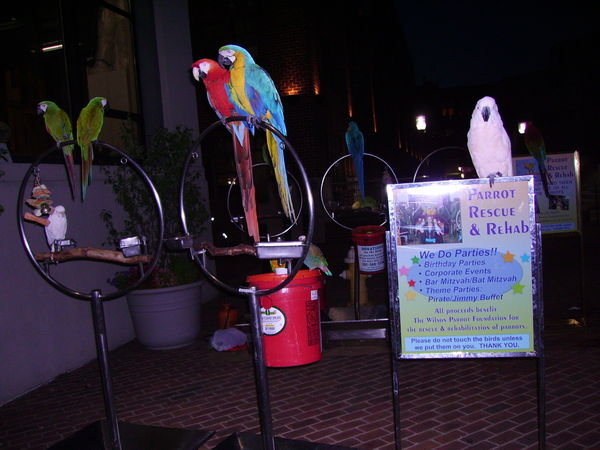 Random Parrots down by the Waterfront!