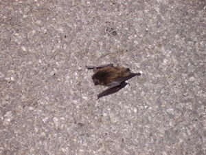 Poor Dead Bat one of the not so lucky ones!