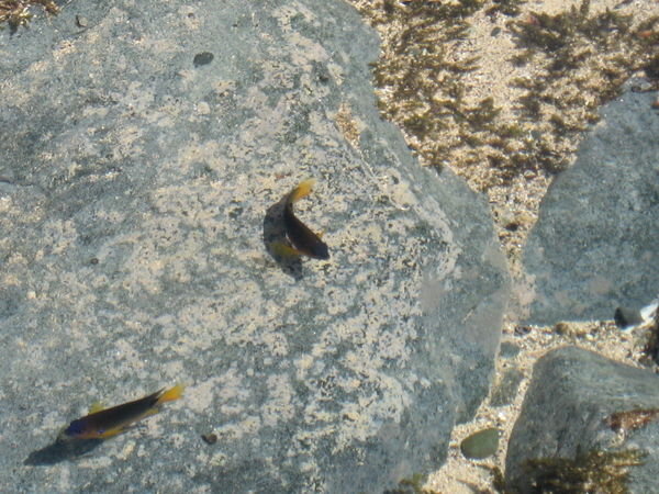 rock pool fishies