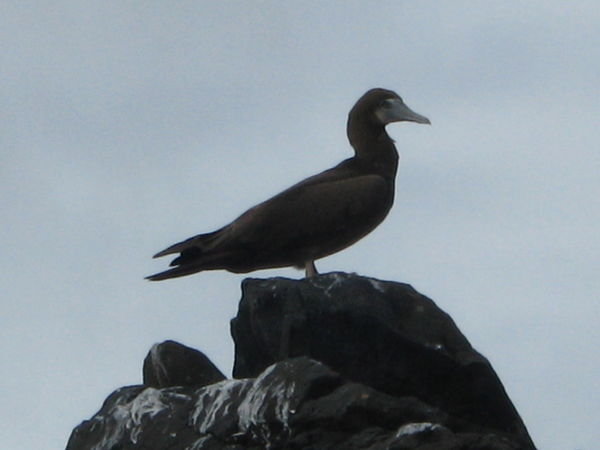 Booby on a rock 