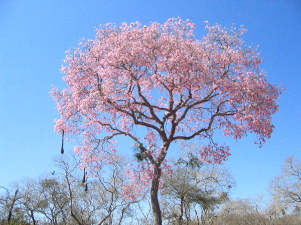 pink tree