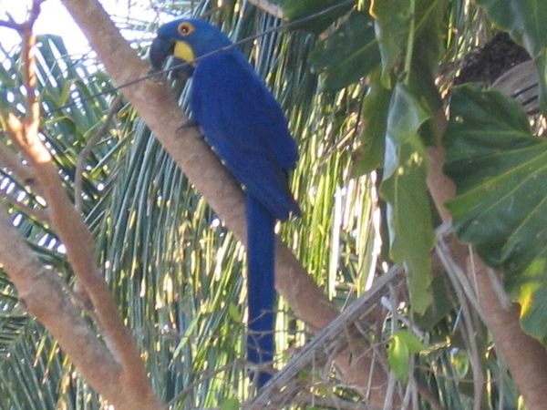 endangered Hyacinth Macaw