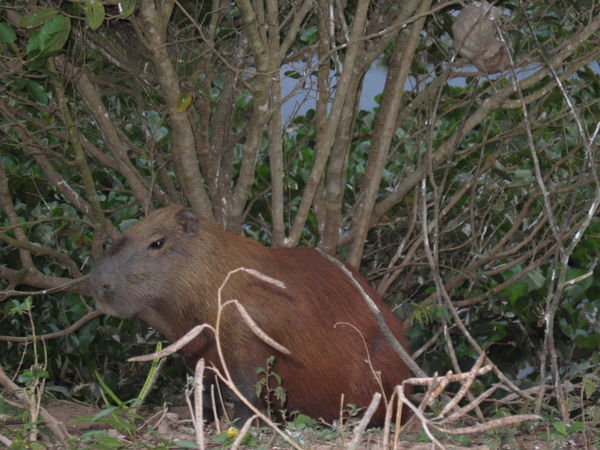Capybara up close