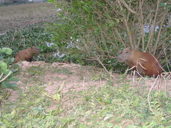 more cute capybaras