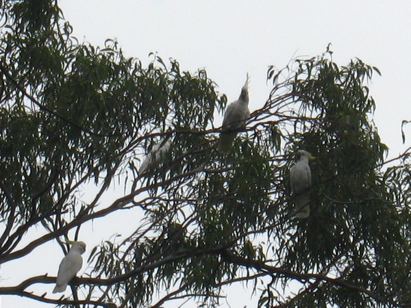 Six White cockatoos