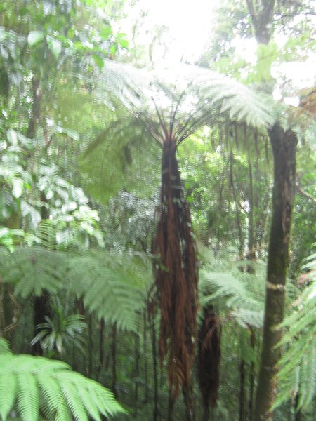 The wet tropic forest going to Paluma