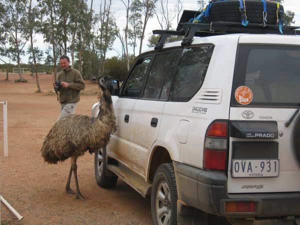 Emu and car