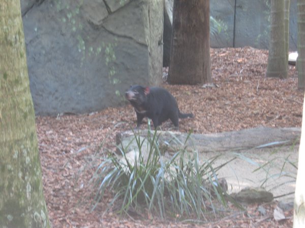 Tasmanian devil!
