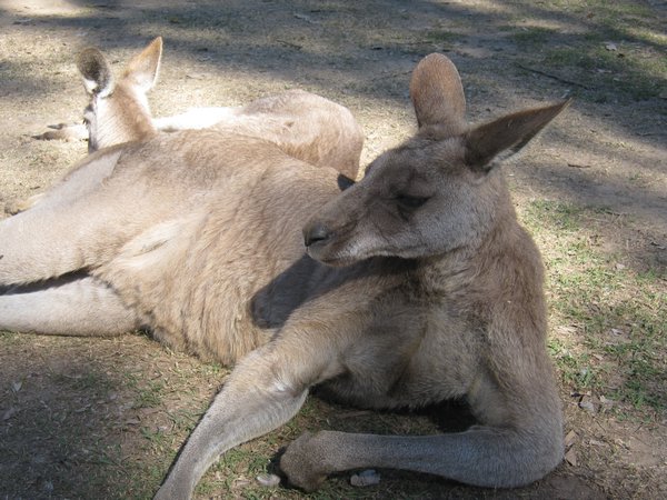 Relaxing Kanga at Lone Pine Koala Sanctuary