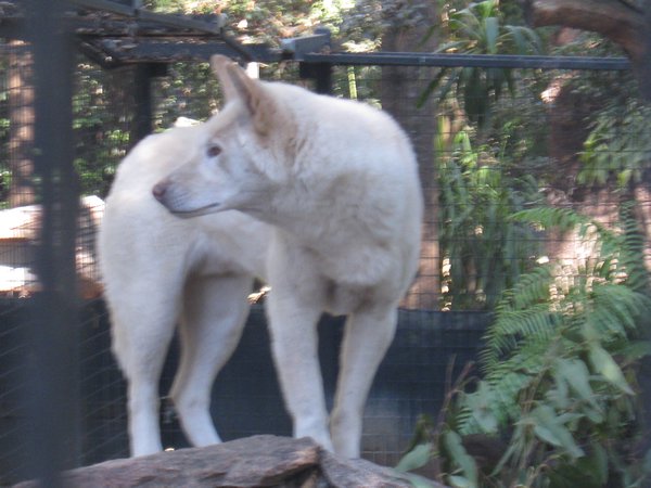 Dingo at Lone Pine Koala Sanctuary