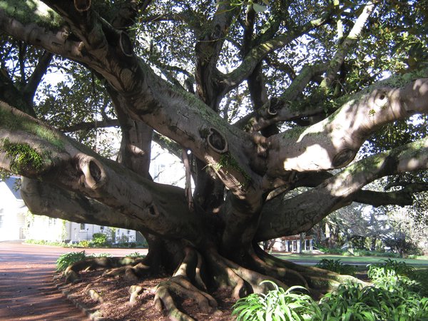 Tree in Auckland park
