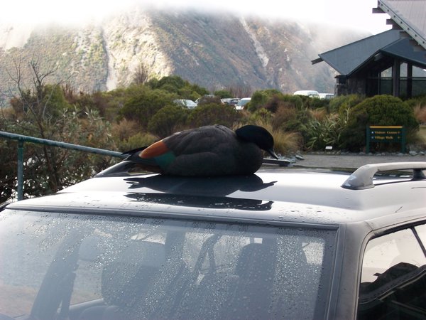 Duck on roof, Mount Cook