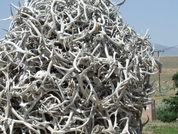 A pile of antlers