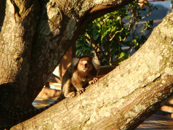 Monkey on the sugarloaf