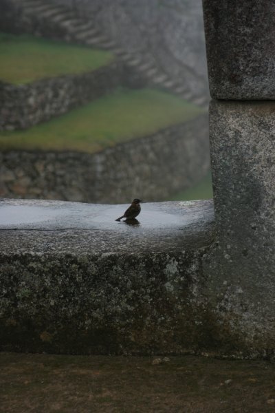 Bird at the Ruins