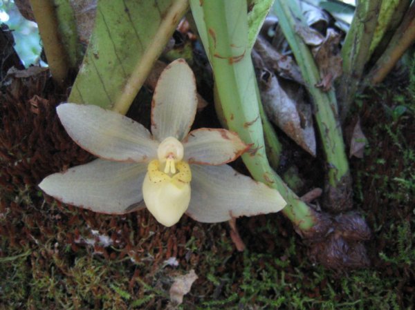 Jungle Orchid