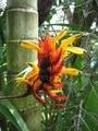 My favorite jungle flower!