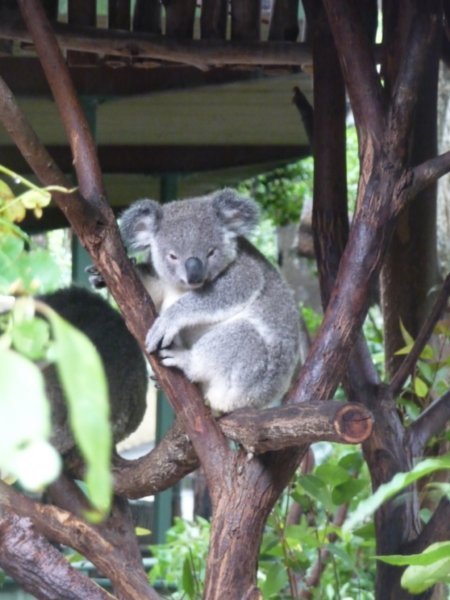 Koalas at Lone Pine 