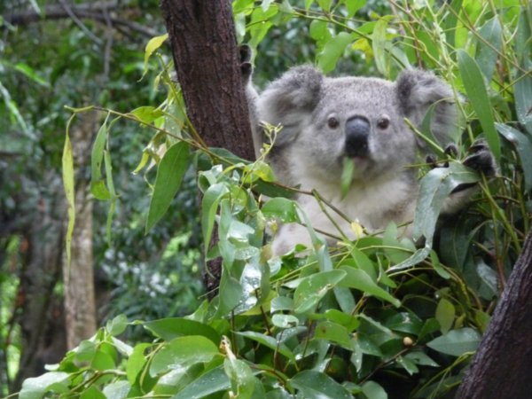 More cute Koalas