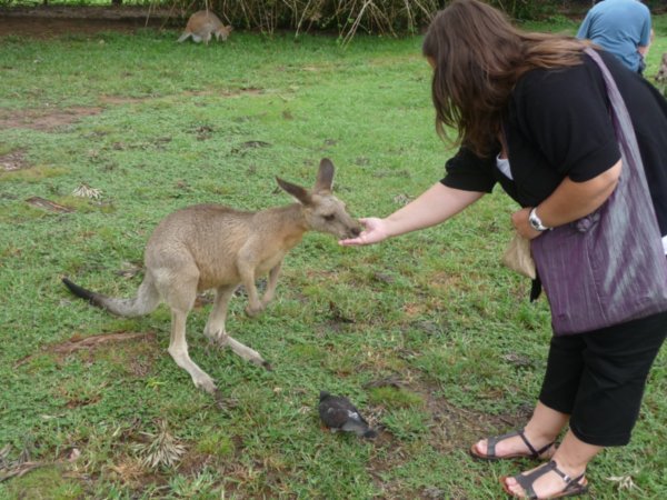 Feeding the Kangaroos