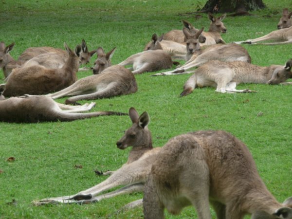Lazy afternoon in the kangaroo enclosure