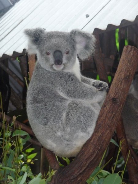 Picture postcard koala cuteness!