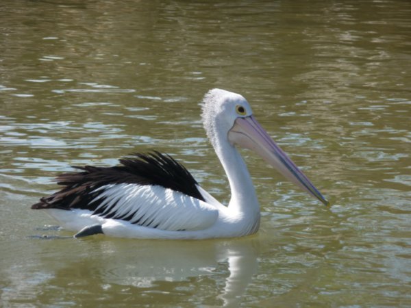 Pelican at Scarborough