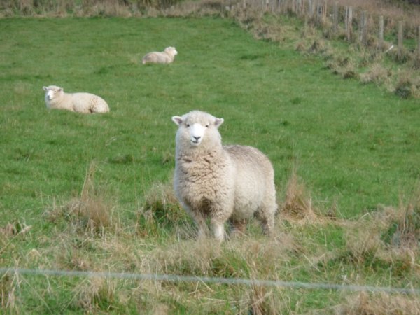 You have to have a sheep picture from New Zealand now don't you?