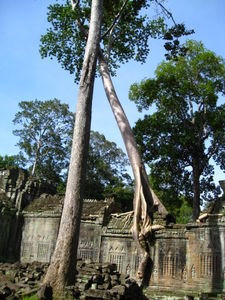 Beautiful trees at Preah Khan
