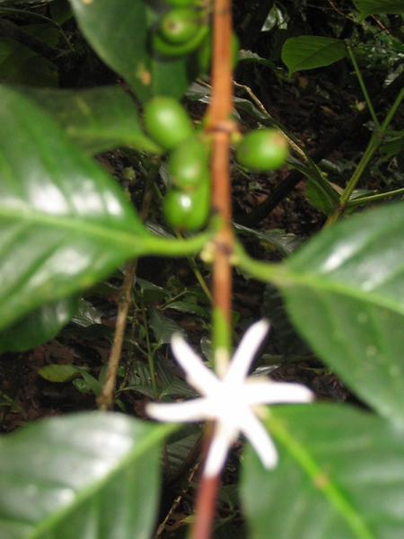 coffee flower (beans behind it)