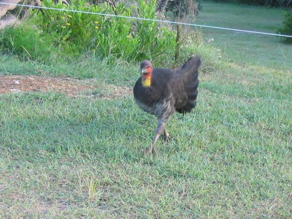 wild turkeys everywhere too!