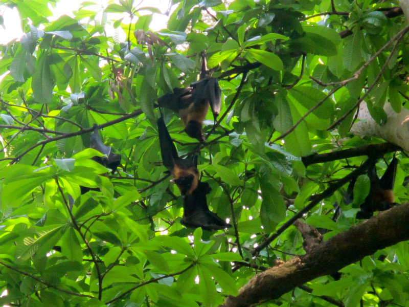 Bangladeshi Bats