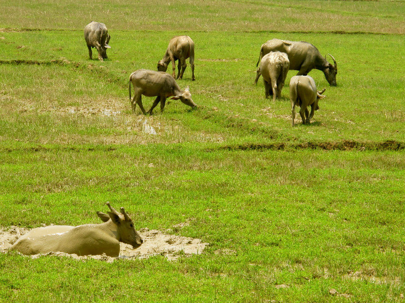 Bangladesh buffalo