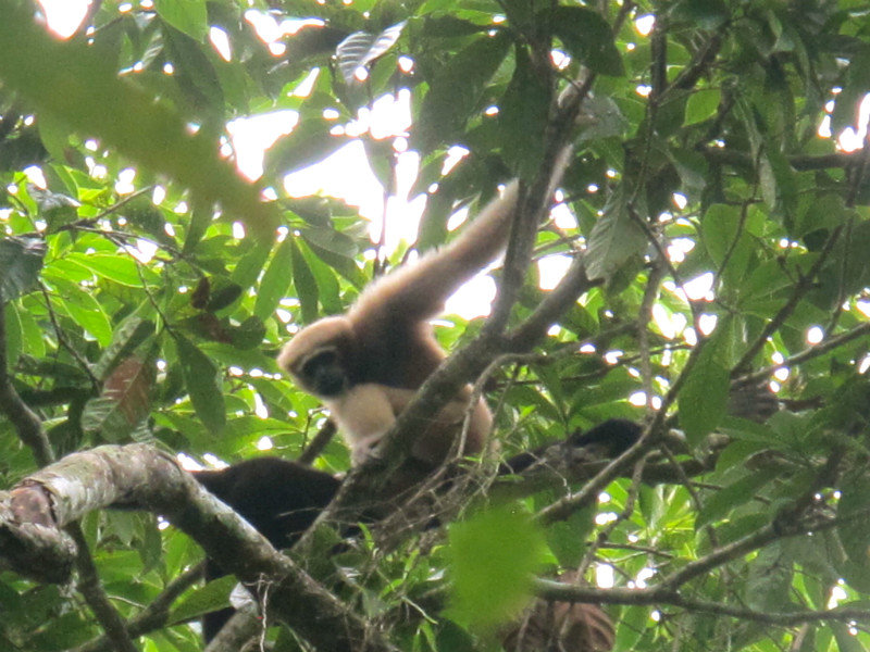 A female Hoolock Gibbon
