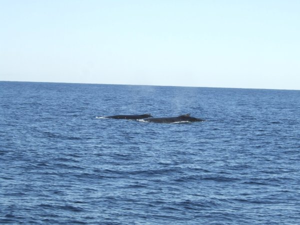 Humpback Whales!