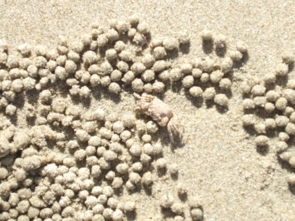 Crabs on Four mile Beach