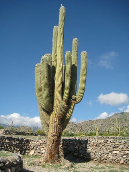 I´m really in cactus country now!