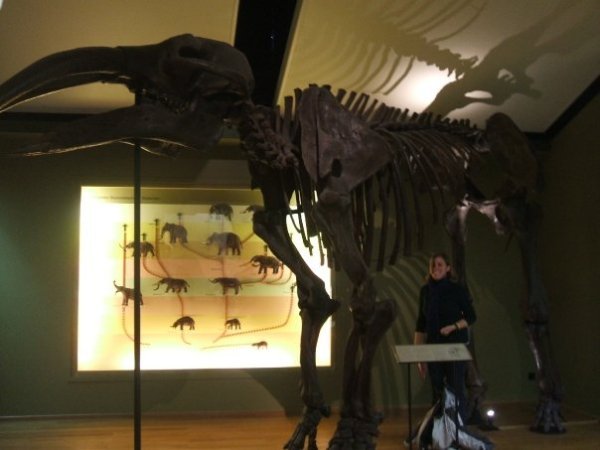 giant mammoth skeleton
