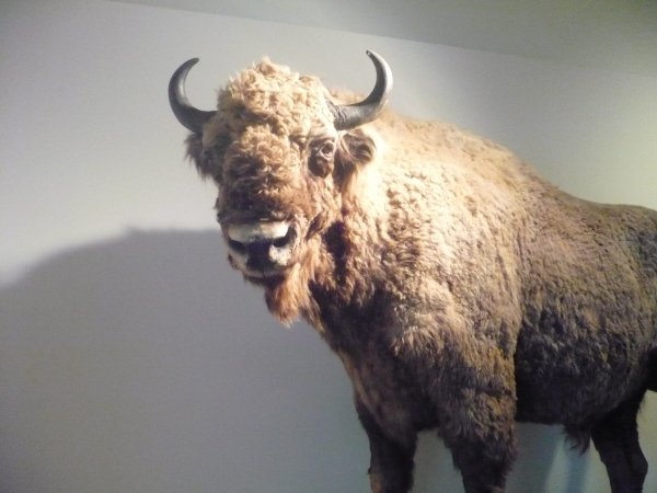 bison de l'europe